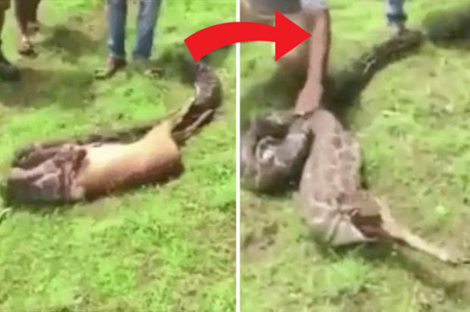 snake-deer